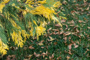 Calocedrus decurrens