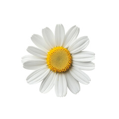 One daisy white background top view high-resolution