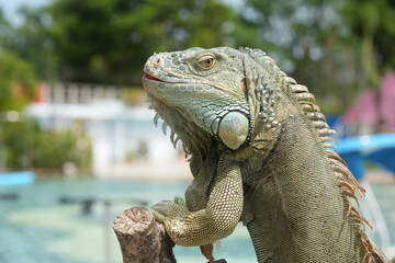 Fototapeta premium The iguana is a type of large lizard belonging to the family Iguanidae, which is found primarily in the Americas. They are known for their long tails, spiny crests, and robust, muscular bodies. 