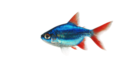 Neon Tetra Fish: Vibrant blue and red neon tetra fish, aquarium fish, swimming gracefully in water.