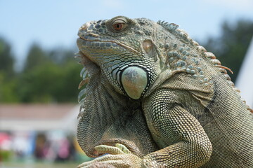 The iguana is a type of large lizard belonging to the family Iguanidae, which is found primarily in the Americas. They are known for their long tails, spiny crests, and robust, muscular bodies. 
