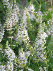 Zbliżenie na kwitnąca miętę © Kumulugma