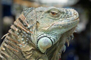 The iguana is a type of large lizard belonging to the family Iguanidae, which is found primarily in the Americas. They are known for their long tails, spiny crests, and robust, muscular bodies. 