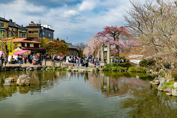 Obraz premium 京都府円山公園 満開のしだれ桜 