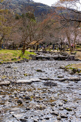 京都府円山公園　満開のしだれ桜　
