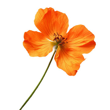 Poppy White Background Images – Browse 216,578 Stock Photos, Vectors ...