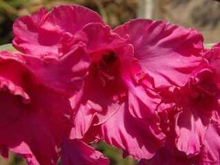 Zbliżenie na kwiat rośliny z gatunku Gladiolus