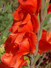 Zbliżenie na kwiat rośliny z gatunku Gladiolus © Kumulugma