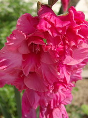 Zbliżenie na kwiat rośliny z gatunku Gladiolus