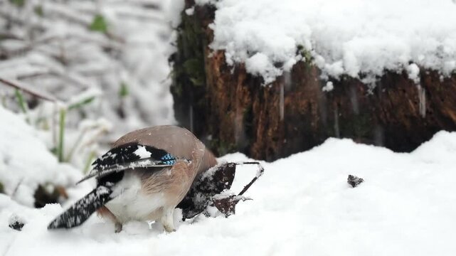 Eichelh&auml;her (Garrulus glandarius)    