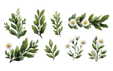 A collection of watercolor botanical illustrations 