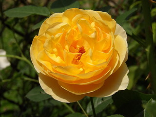 Zbliżenie na kwiat róży © Kumulugma