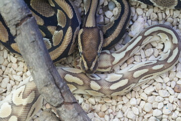 Python regius, commonly known as the ball python or royal python, is a species of non-venomous constrictor snake native to sub-Saharan Africa. It is one of the most popular pet snake species worldwide