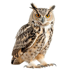 Naklejka premium eurasian eagle owl close up view isolated on a white background
