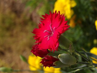 Zbliżenie na kwiat goździka © Kumulugma