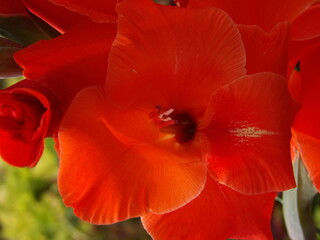 Zbliżenie na kwiat rośliny z gatunku Gladiolus © Kumulugma