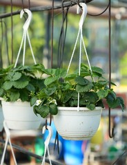 Strawberry cultivation in greenhouse conditions in suspended porridge.