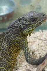 Hydrosaurus amboinensis, commonly known as the Amboina Sailfin Lizard or simply the Sailfin Dragon, is a striking species of large agamid lizard found in Southeast Asia. 