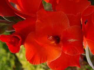 Zbliżenie na kwiat rośliny z gatunku Gladiolus © Kumulugma