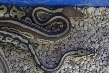 Python regius, commonly known as the ball python or royal python, is a species of non-venomous constrictor snake native to sub-Saharan Africa. It is one of the most popular pet snake species worldwide