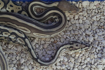 Python regius, commonly known as the ball python or royal python, is a species of non-venomous constrictor snake native to sub-Saharan Africa. It is one of the most popular pet snake species worldwide