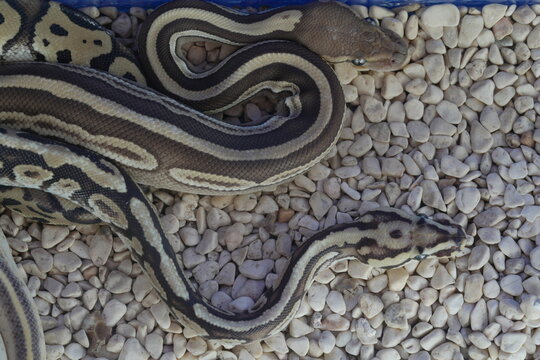Python regius, commonly known as the ball python or royal python, is a species of non-venomous constrictor snake native to sub-Saharan Africa. It is one of the most popular pet snake species worldwide