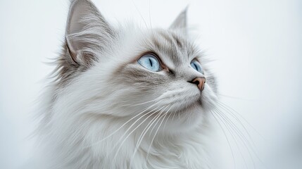 Minimalist Portrait of a Balinese Cat with Elegant Styling