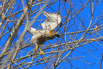Hawk in Flight Against Blue Sky