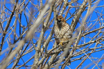 Hawk perched on branches against blue sky