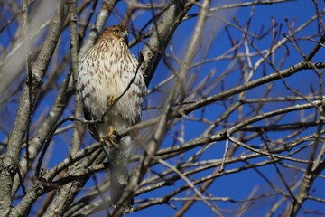 Hawk perched on a tree branch