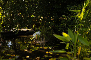 an artificial pond with water lilies