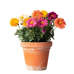colorful chrysanthemum flowers in pot close up view isolated on a white background