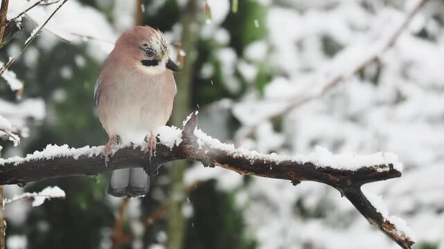 Eichelh&auml;her (Garrulus glandarius)    