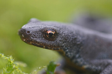 Closeup on a terrestrial adult female Alpine newt, Ichthyosaura alpestris sitting on green moss