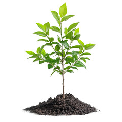 freshly planted young tree white background