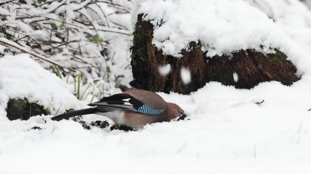 Eichelh&auml;her (Garrulus glandarius)    