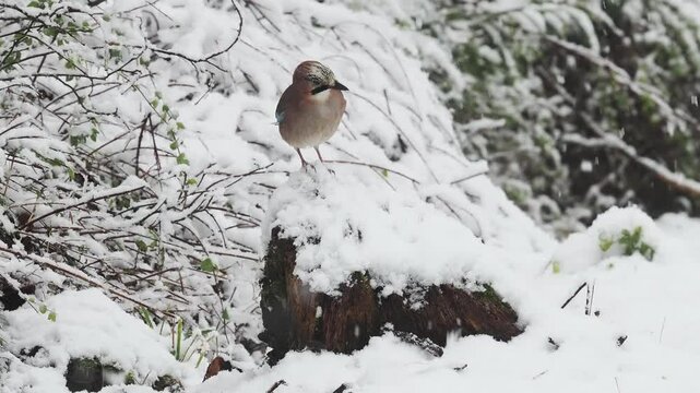 Eichelh&auml;her (Garrulus glandarius)    