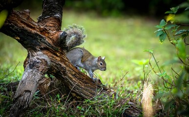 Squirrel on a tree branch in a lush forest.