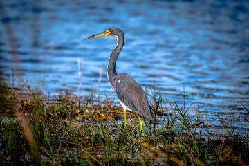 Heron in Vibrant Wetland