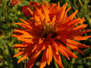 Zbliżenie na kwiat rośliny z gatunku cynia © Kumulugma