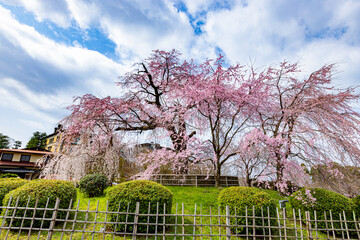 京都府円山公園　満開のしだれ桜　
