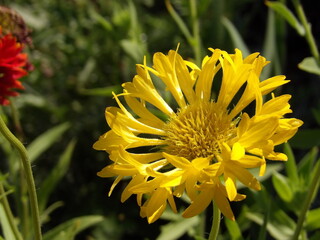 Zbliżenie na kwiat rośliny z gatunku Gaillardia © Kumulugma