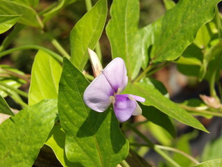 Zbliżenie na kwiat rośliny fasolowej © Kumulugma