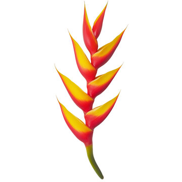heliconia bihai tropical flower exotic plant isolated on a white background