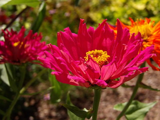 Zbliżenie na kwiat rośliny z gatunku cynia © Kumulugma