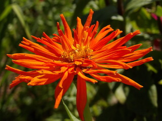 Zbliżenie na kwiat rośliny z gatunku cynia © Kumulugma