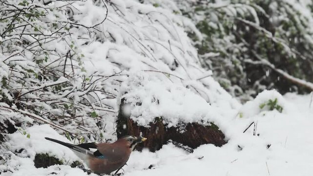 Eichelh&auml;her (Garrulus glandarius)    