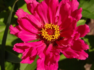 Zbliżenie na kwiat rośliny z gatunku cynia © Kumulugma