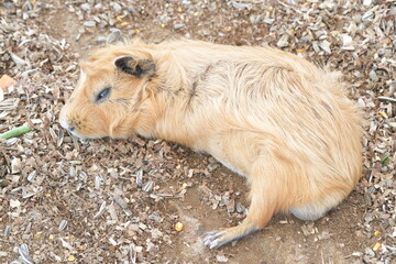 Fototapeta premium The guinea pig (Cavia porcellus), also known as a cavy, is a small, herbivorous rodent native to South America. Domesticated thousands of years ago by the Indigenous peoples of the Andes, guinea pigs 