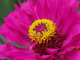 Zbliżenie na kwiat rośliny z gatunku cynia © Kumulugma